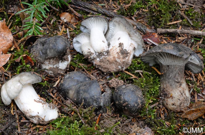 Hygrophorus marzuolus