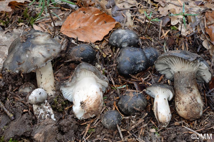 Hygrophorus marzuolus