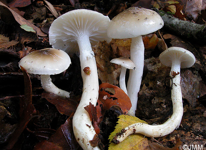 Hygrophorus mesotephrus