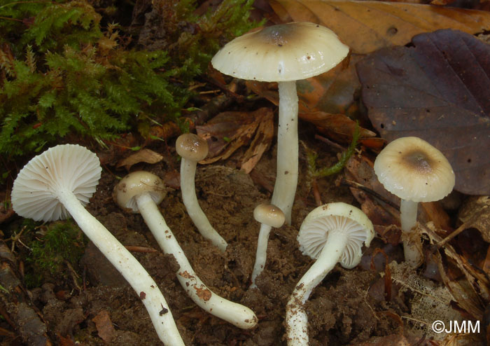 Hygrophorus mesotephrus