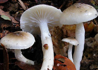 Hygrophorus mesotephrus