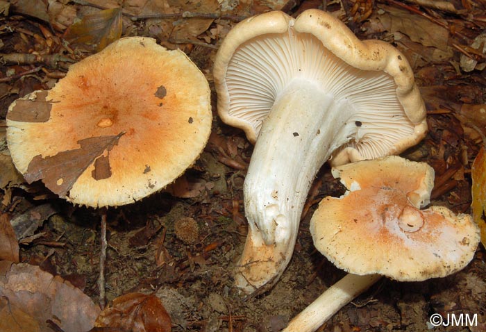 Hygrophorus nemoreus