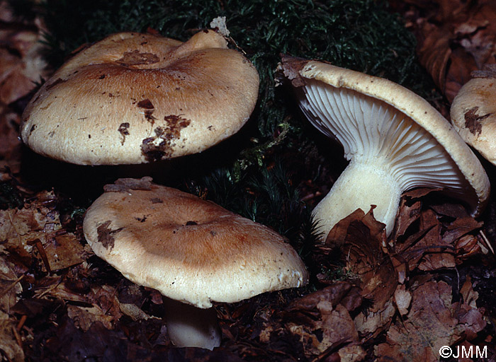 Hygrophorus nemoreus