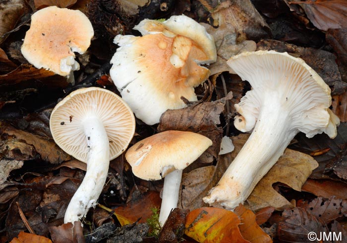 Hygrophorus nemoreus