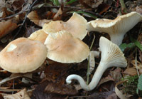 Hygrophorus nemoreus