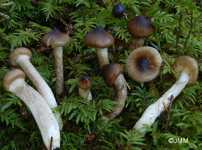 Hygrophorus olivaceoalbus