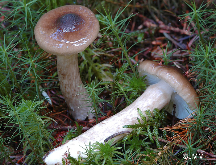 Hygrophorus olivaceoalbus