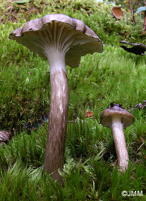 Hygrophorus olivaceoalbus