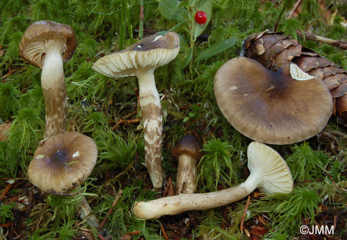 Hygrophorus olivaceoalbus