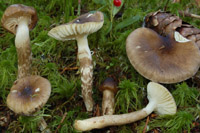 Hygrophorus olivaceoalbus