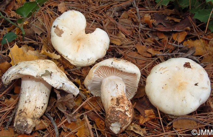 Hygrophorus penarioides = Hygrophorus penarius ss. auct.