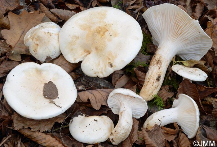 Hygrophorus penarioides = Hygrophorus penarius ss. auct.