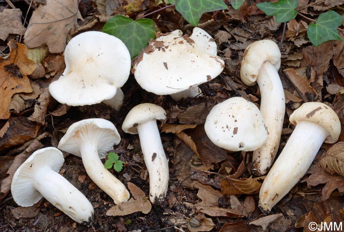 Hygrophorus penarioides = Hygrophorus penarius ss. auct.