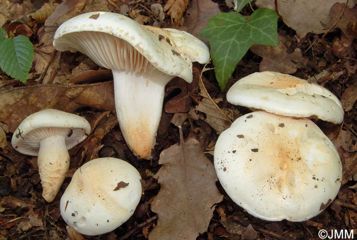 Hygrophorus penarioides = Hygrophorus penarius ss. auct.