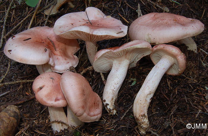 Hygrophorus erubescens var. persicolor