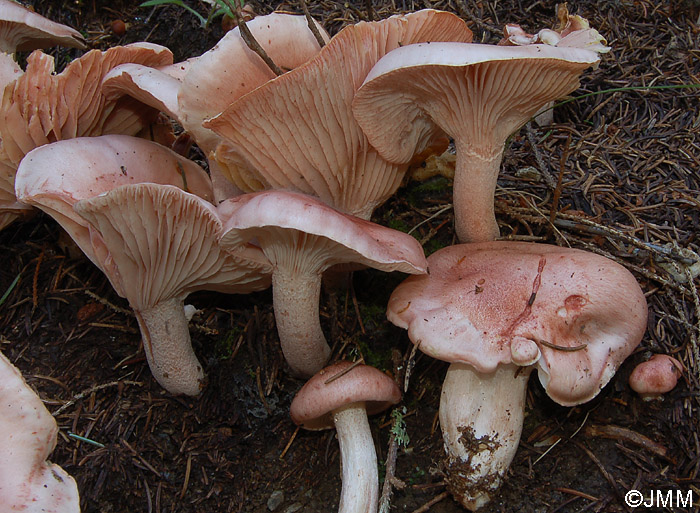 Hygrophorus erubescens var. persicolor