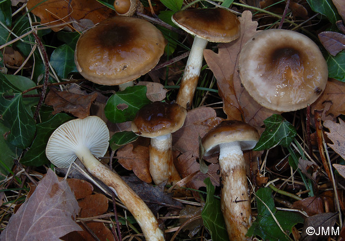 Hygrophorus persoonii