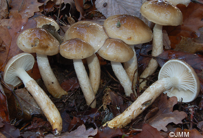 Hygrophorus persoonii