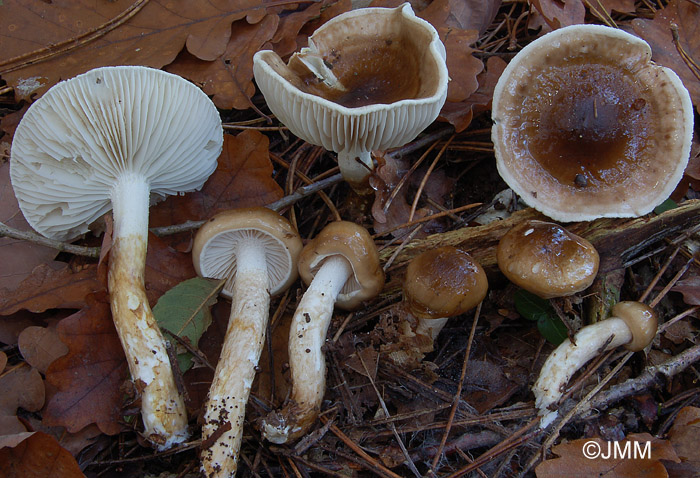 Hygrophorus persoonii