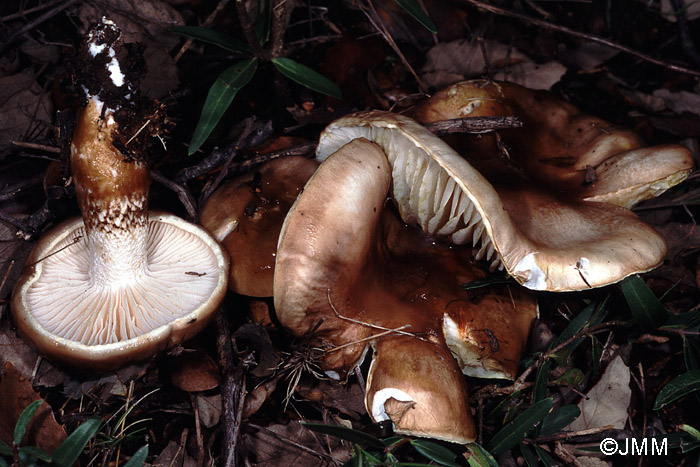 Hygrophorus persoonii var. fuscovinosus