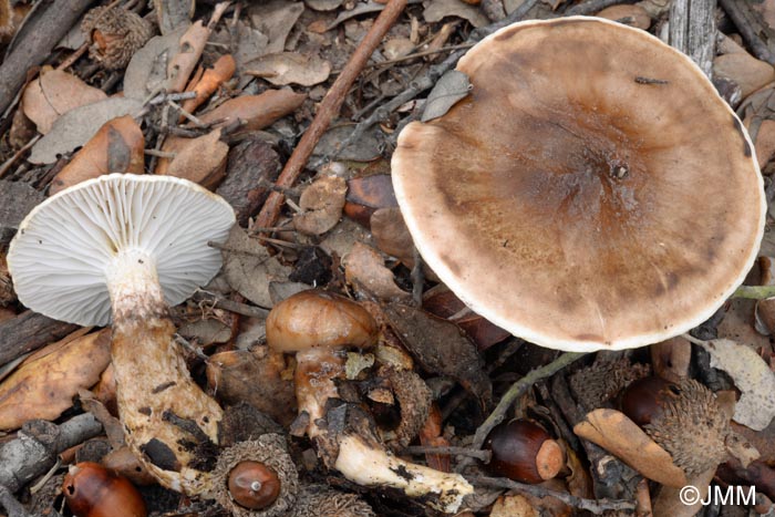 Hygrophorus persoonii var. fuscovinosus