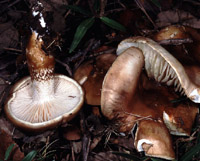 Hygrophorus persoonii var. fuscovinosus