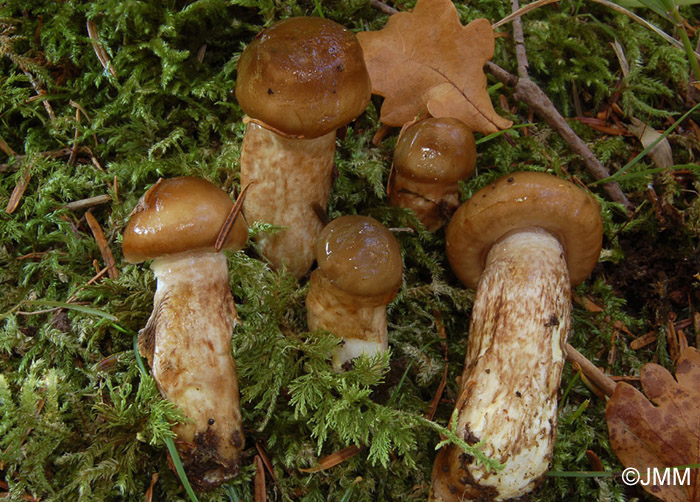 Hygrophorus persoonii