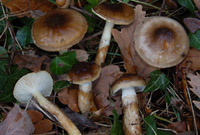 Hygrophorus persoonii