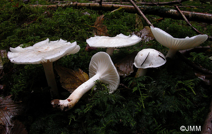 Hygrophorus piceae