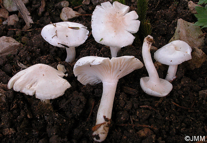 Hygrophorus piceae