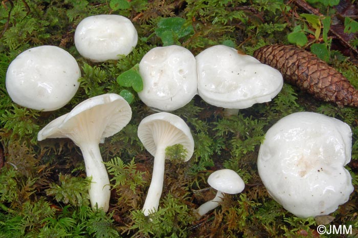 Hygrophorus piceae