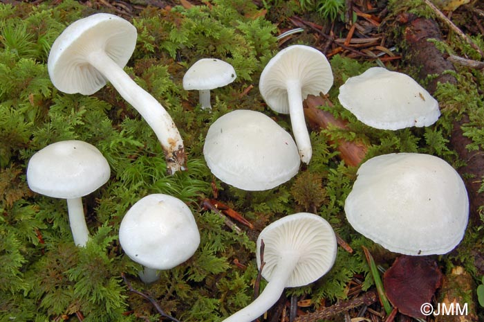 Hygrophorus piceae