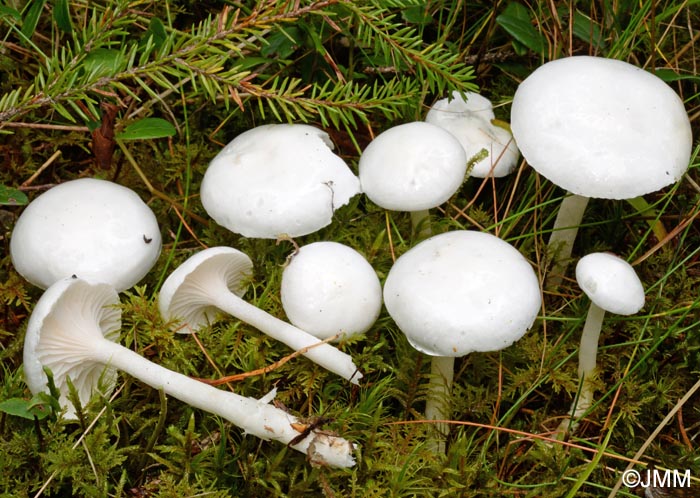 Hygrophorus piceae