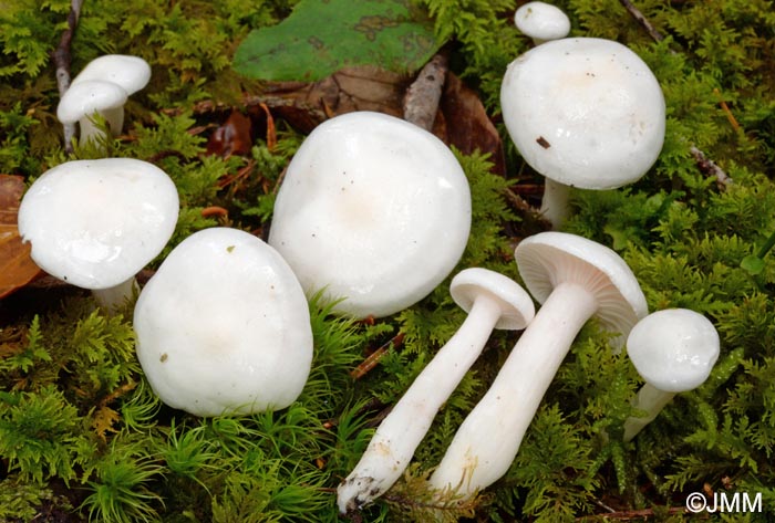 Hygrophorus piceae