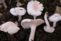 Hygrophorus piceae