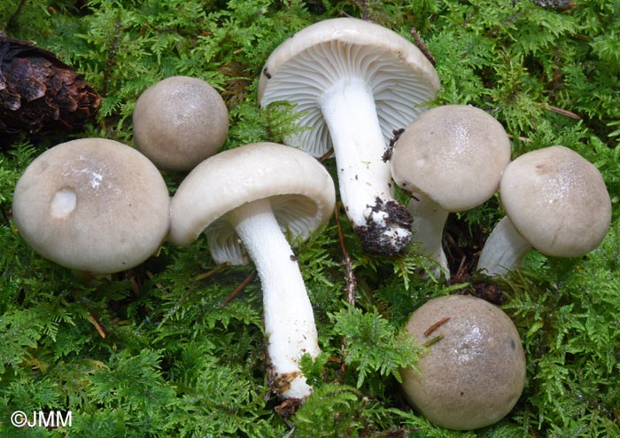 Hygrophorus pinophilus