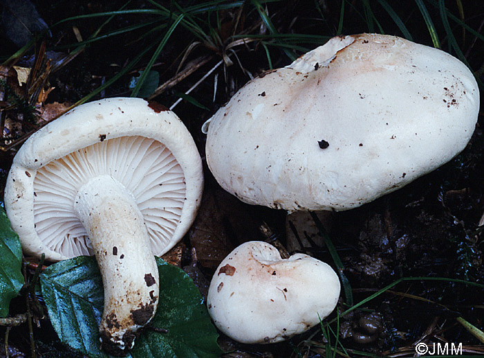 Hygrophorus poetarum