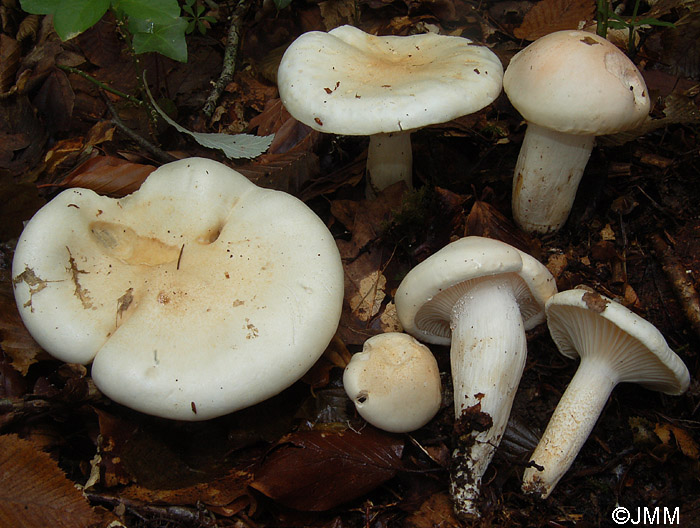 Hygrophorus poetarum