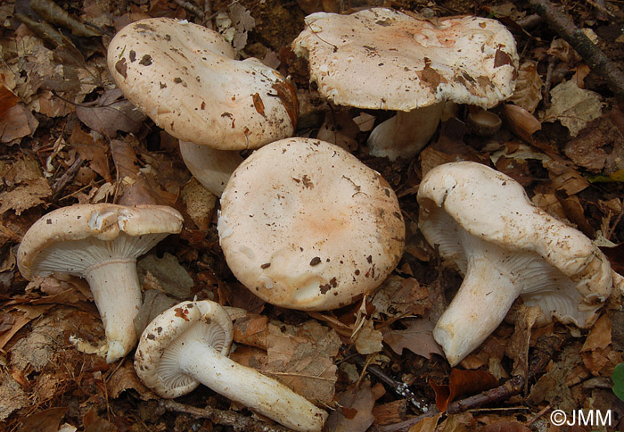 Hygrophorus poetarum