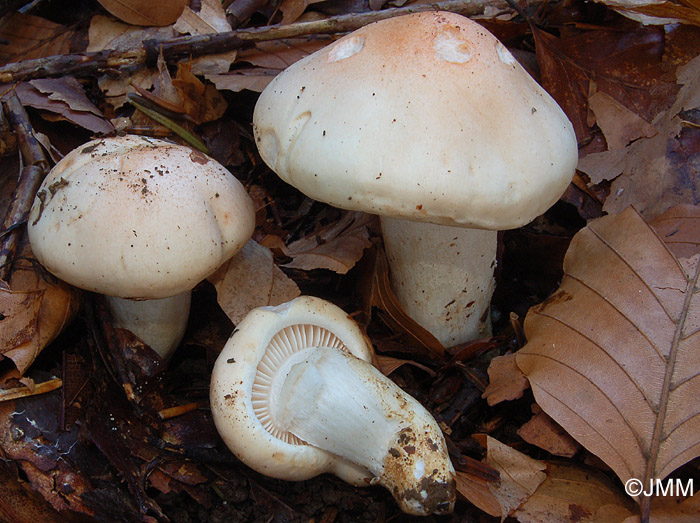 Hygrophorus poetarum