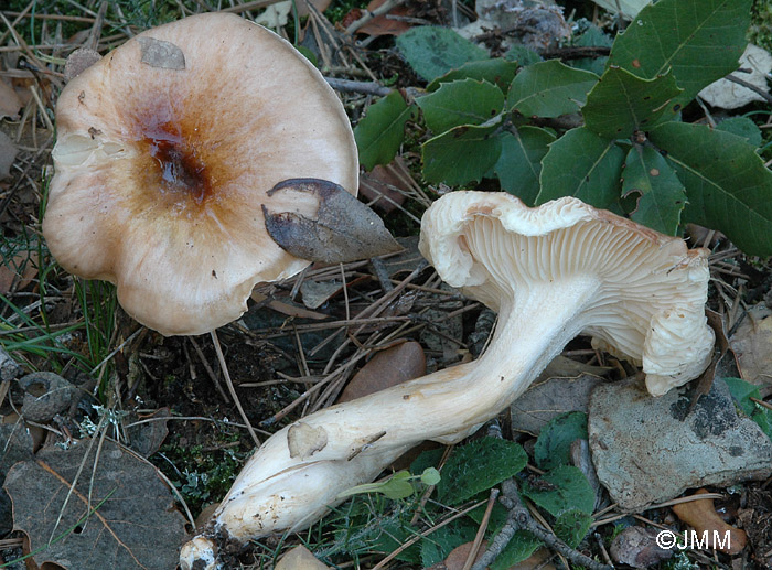 Hygrophorus pseudodiscoideus