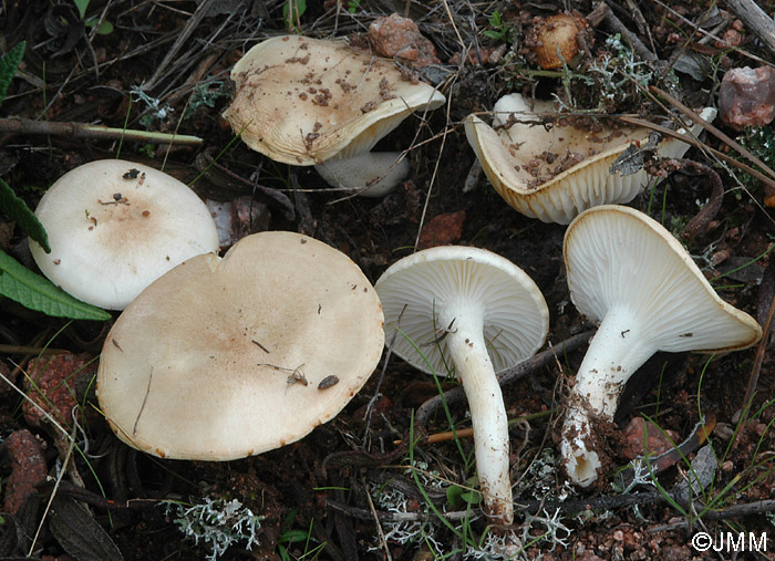 Hygrophorus pseudodiscoideus var. cistophilus