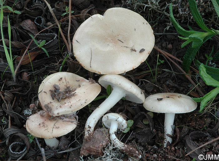 Hygrophorus pseudodiscoideus var. cistophilus