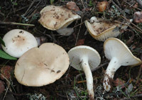 Hygrophorus pseudodiscoideus var. cistophilus