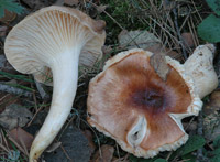 Hygrophorus pseudodiscoideus