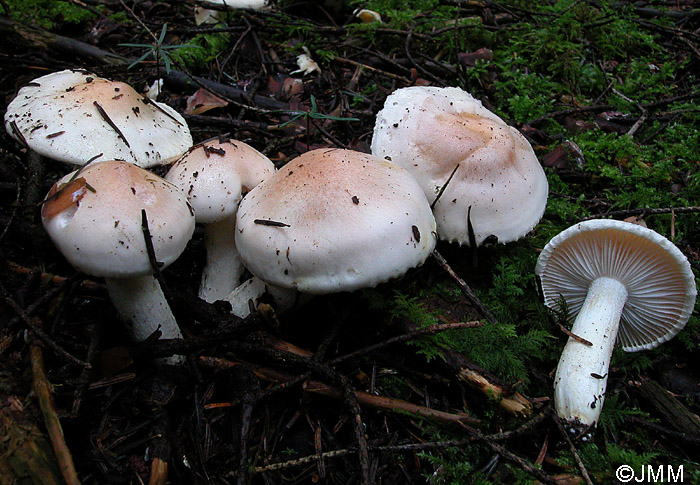 Hygrophorus pudorinus var. pallidus