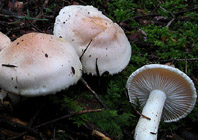 Hygrophorus pudorinus var. pallidus