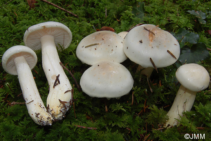 Hygrophorus pudorinus var. subcinereus