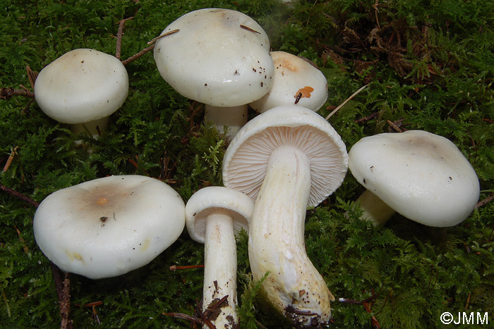 Hygrophorus pudorinus var. subcinereus