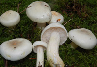 Hygrophorus pudorinus var. subcinereus